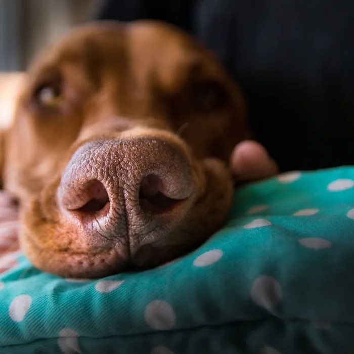 Perro descansando en la consulta veterinaria